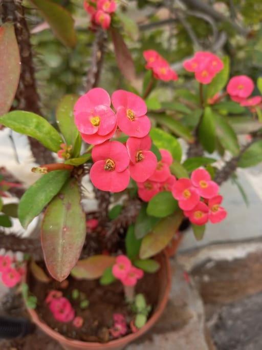 הוילה Moya  Zenda De Fontanales מראה חיצוני תמונה